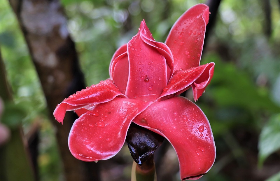 flower, red, exotic