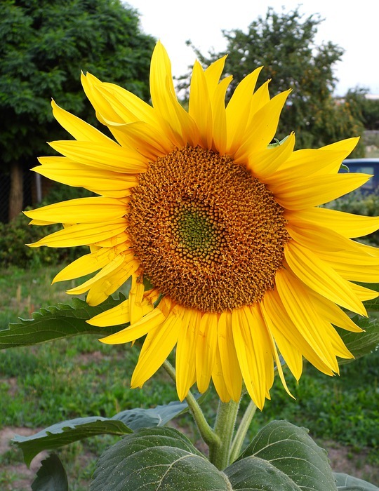 sunflower, garden, flower