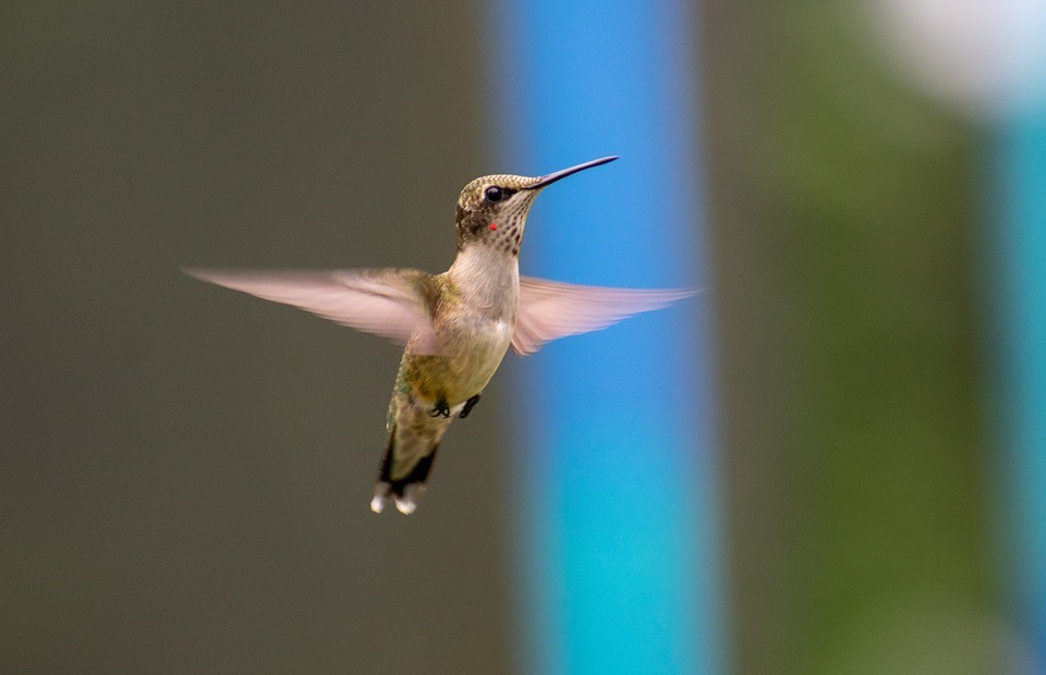 bird, nature, hummingbird
