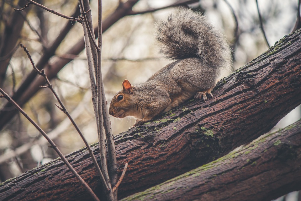 squirrel, animal, trees