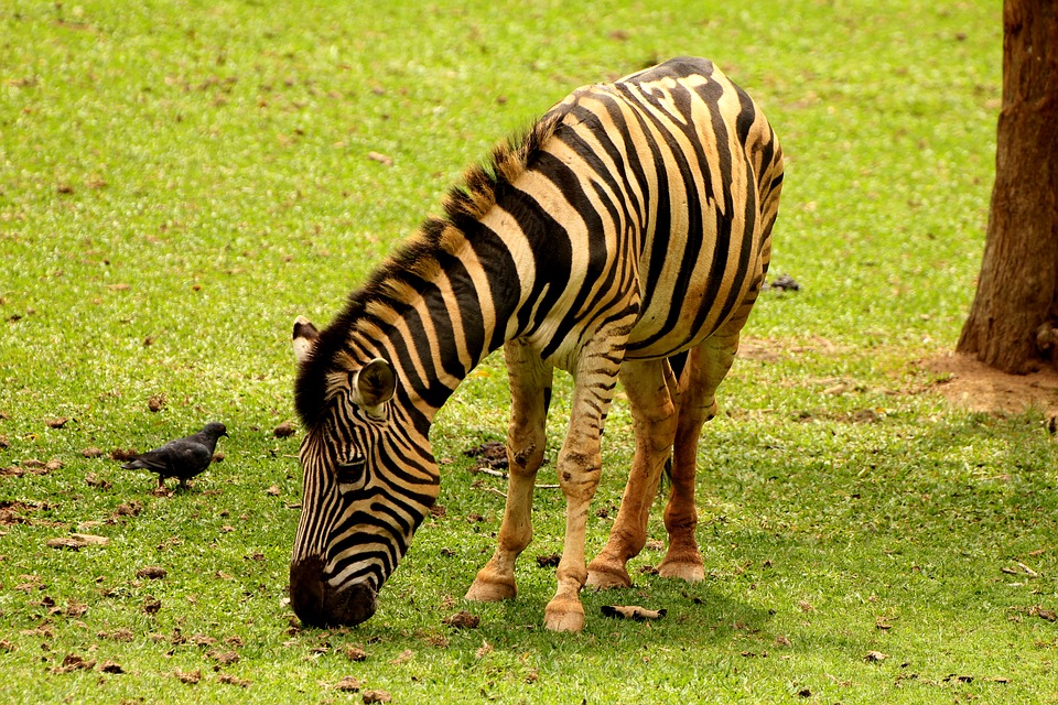 zebra, animal, striped