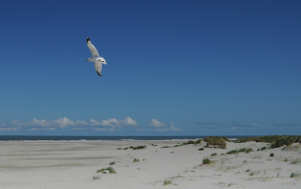seagull, beach, sky