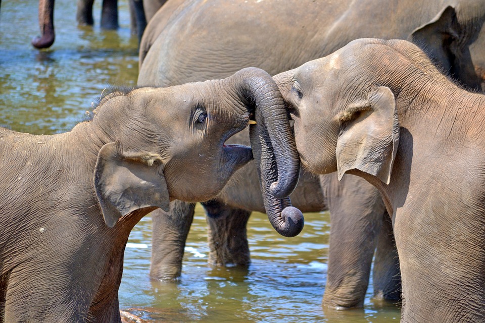young elephants, baby elephants, orphan elephants
