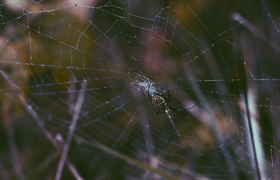 spider, web, insect