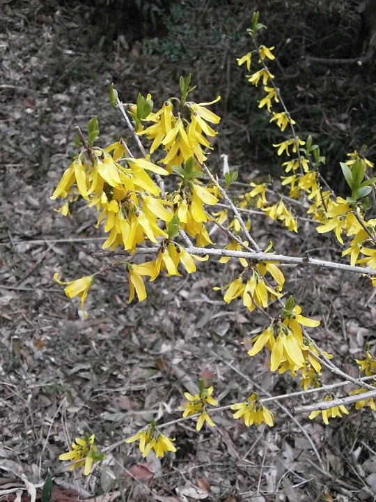 forsythia, spring flowers, spring