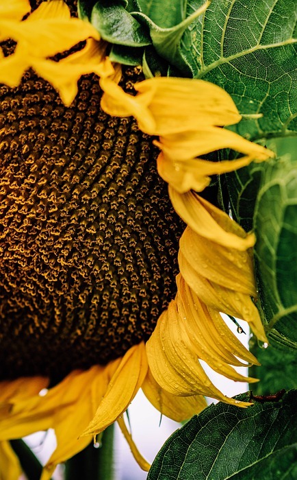 sunflower, macro, nature