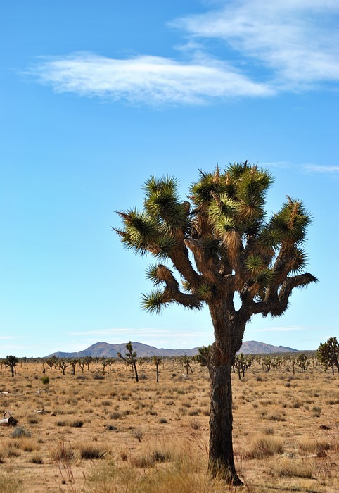 desert, nature, tree