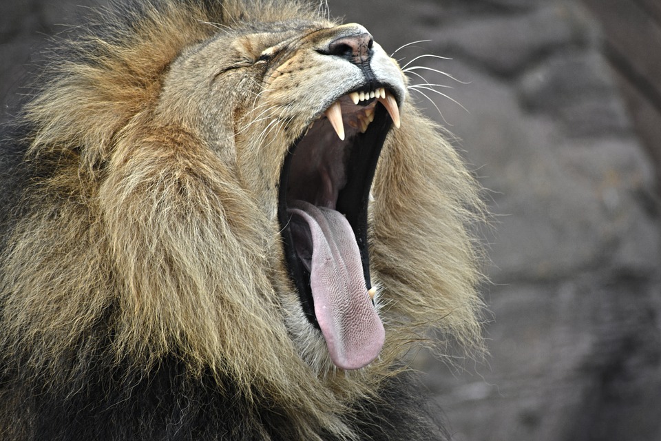 lion, yawning, cat