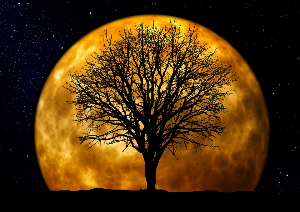 tree, kahl, moon