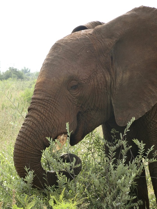 elephant, safari, wildlife
