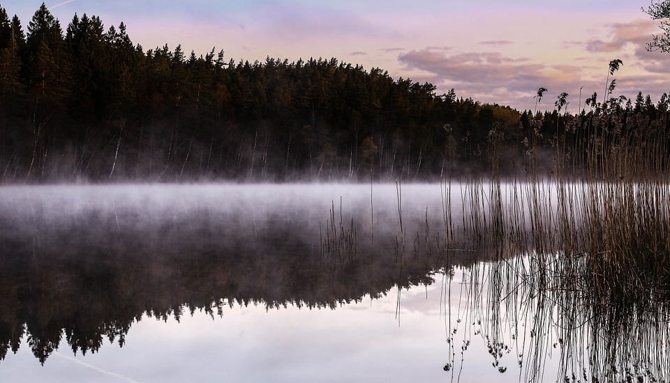 lake, mist, reed