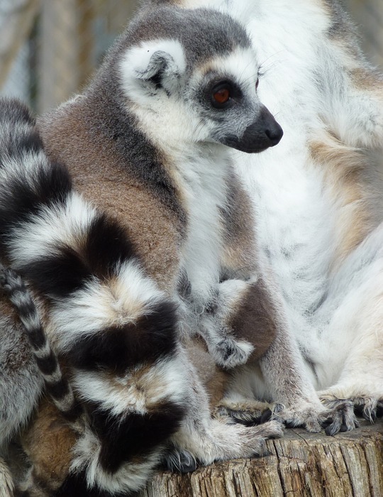 longleat, lemur\'s, mother and baby