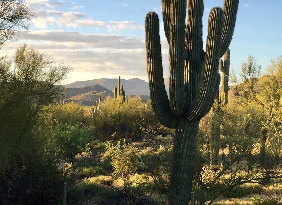 earth day, desert, saguaro