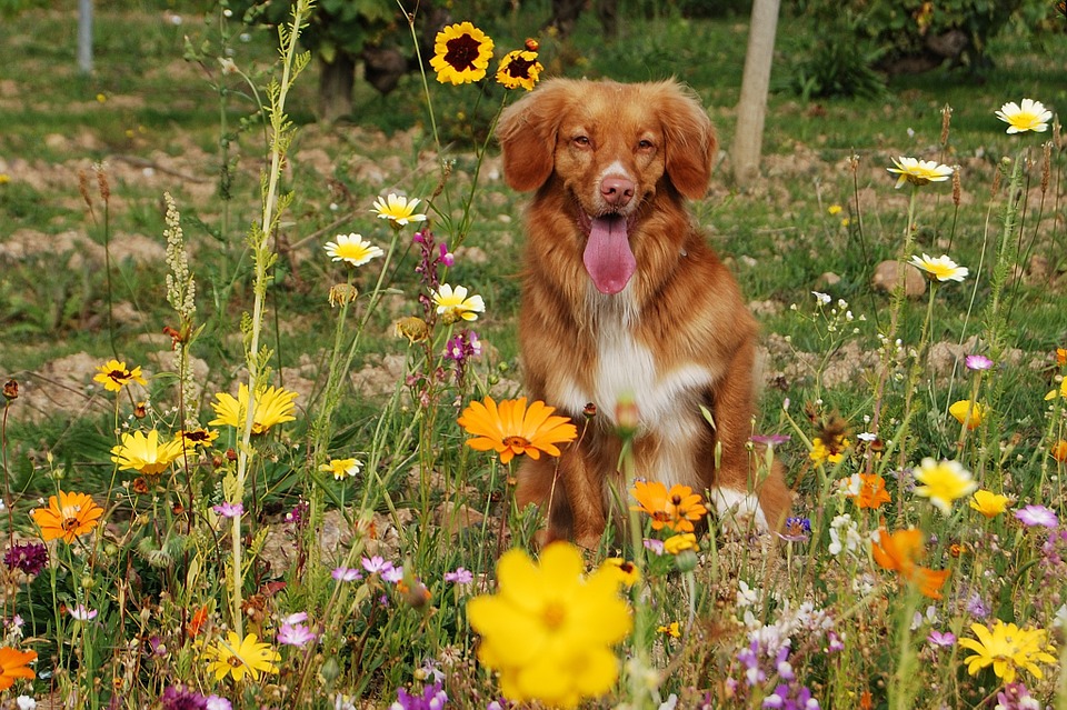 dog, flowers, sun