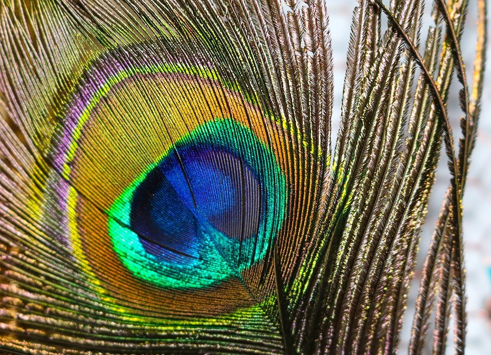 feather, bird, colorful