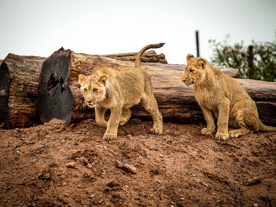 lion, lion cub, cat