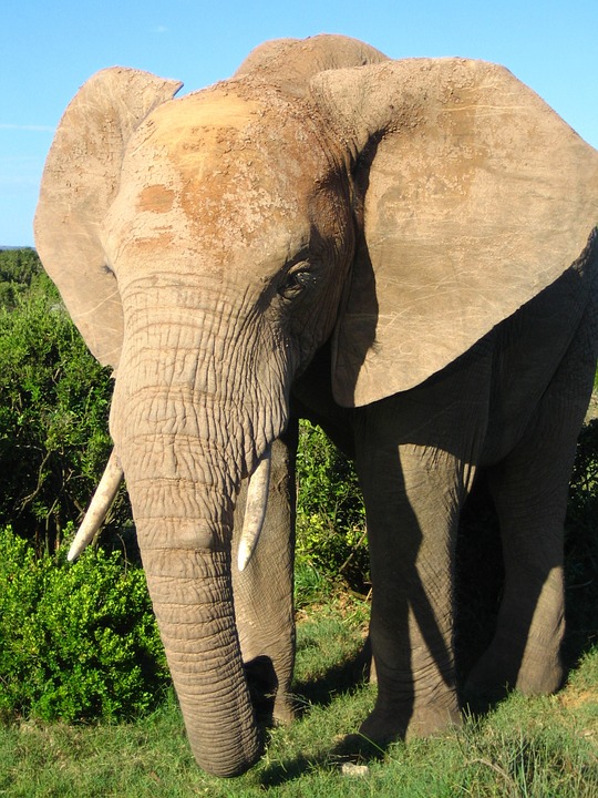 african elephant, tusks, trunk