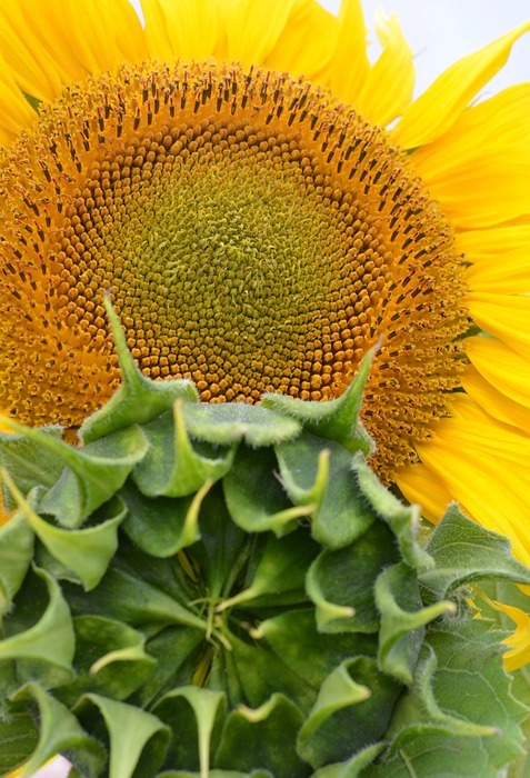 sunflower, sun flower, herbal oils