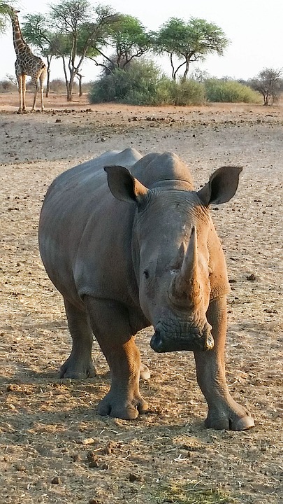 rhino, africa, namibia