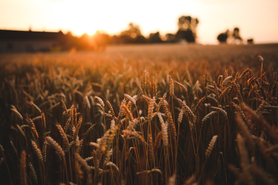 sunset, grain, field