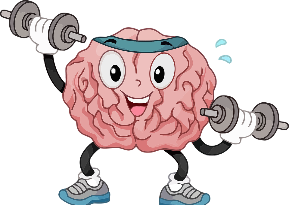 brain, organ, muscle