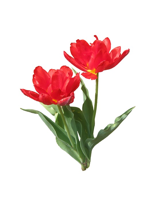 tulips, red, spring