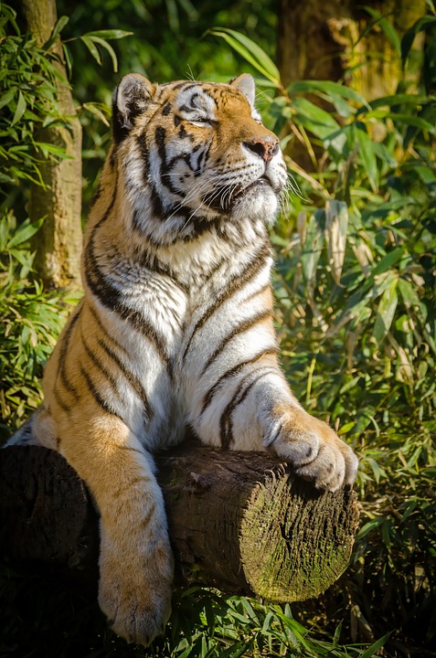 tiger, stripes, animal