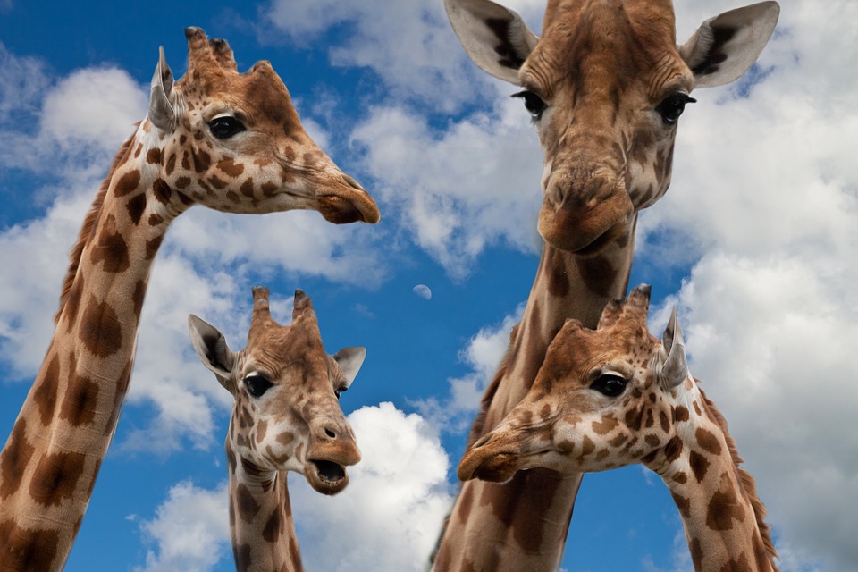 giraffes, family, education