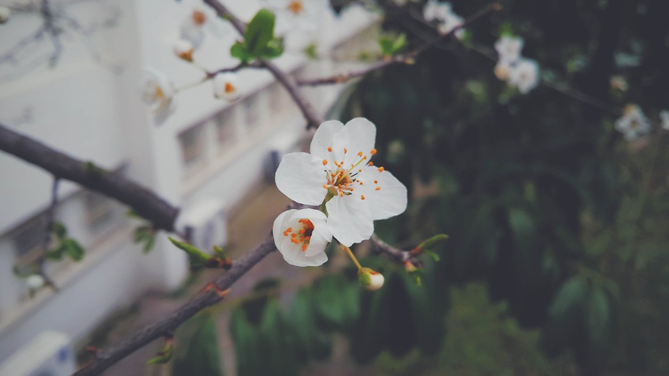 blossom, nature, flower