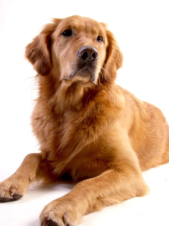golden retriever, dog, animal