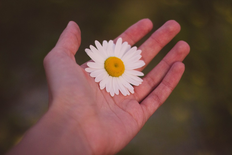 hand, white, flower