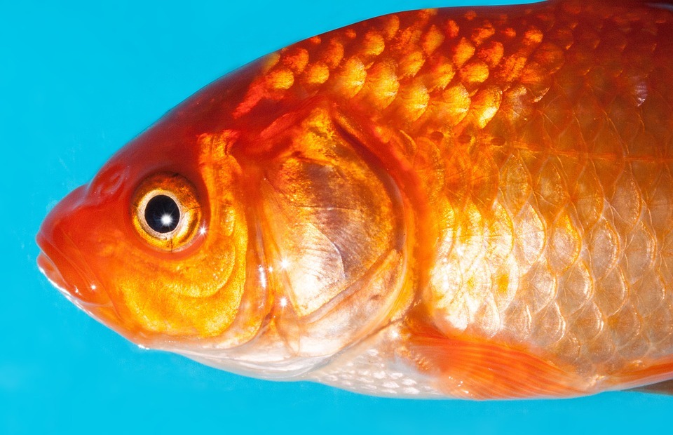 goldfish, freshwater fish, karpfenfisch