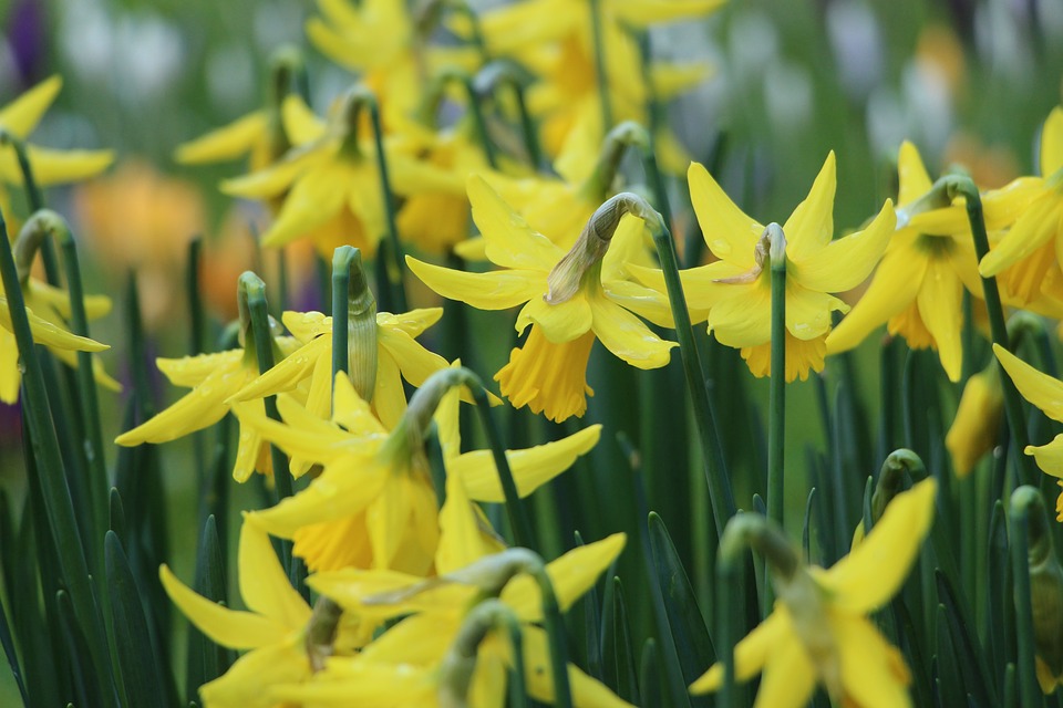 spring, daffodils, march