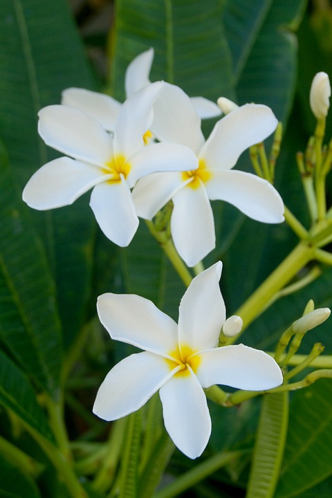flower, frangipani, exotic