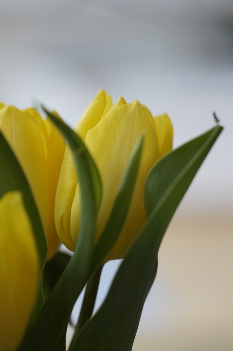 tulips, yellow, flower