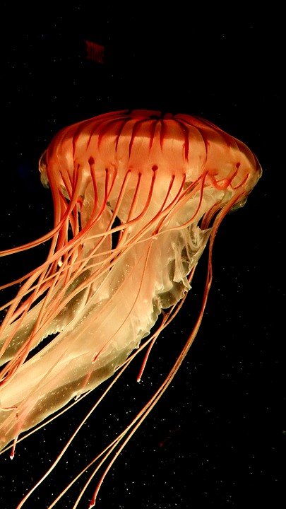 jellyfish, tentacles, salt water