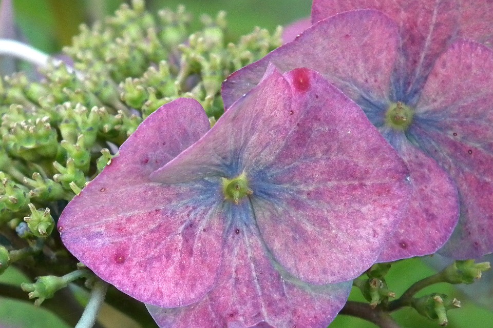 hydrangea, flower, blossom