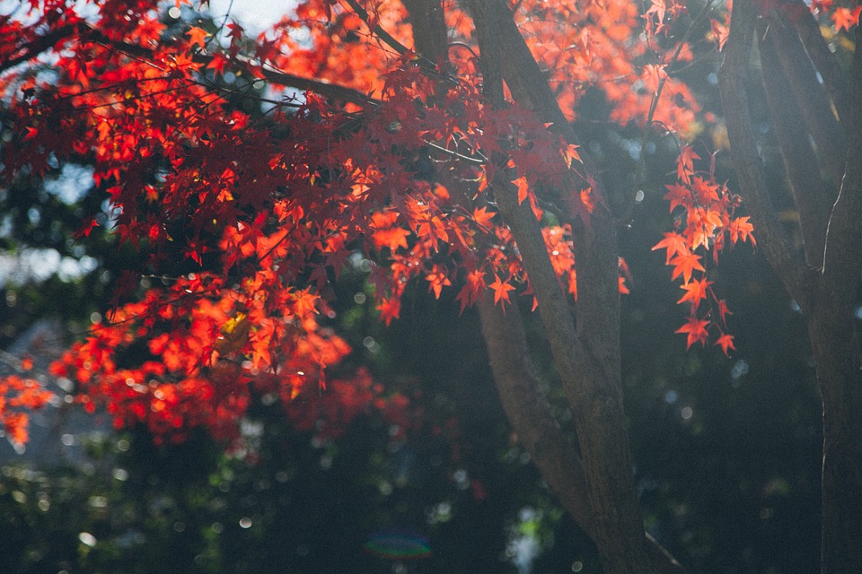 maple, autumn, fall