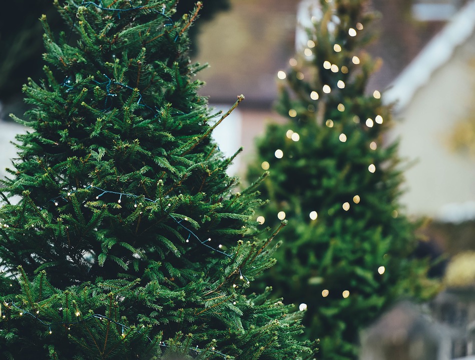 christmas tree, pine tree, christmas lights