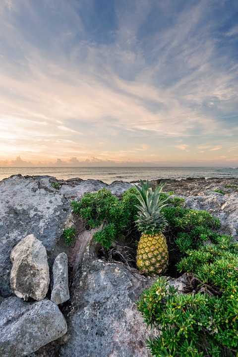 pineapple, rocks, sunrise beach