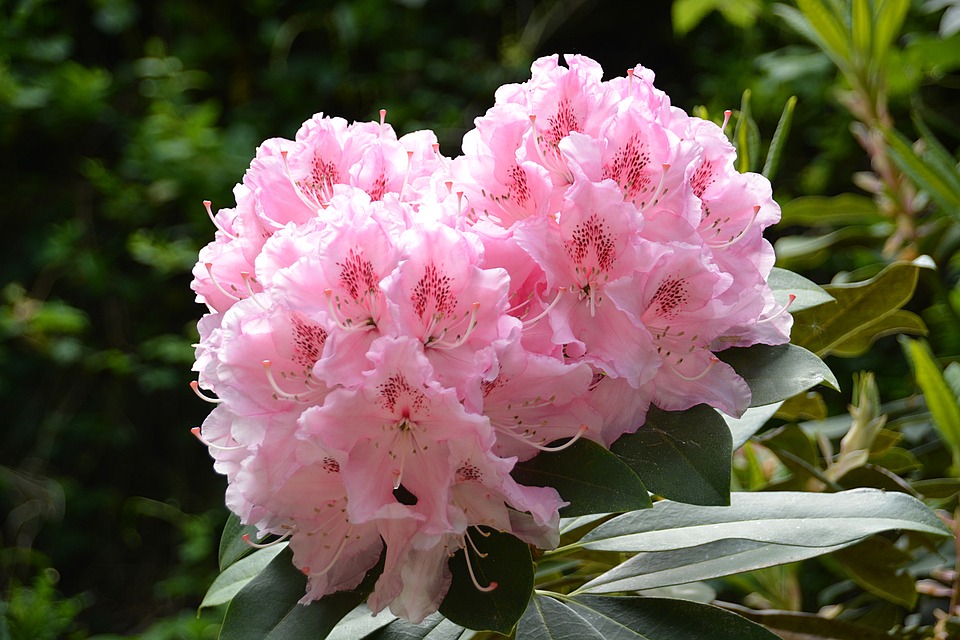 rhododendron, flower, garden