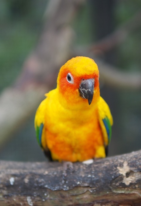 parrot, bird, feathers