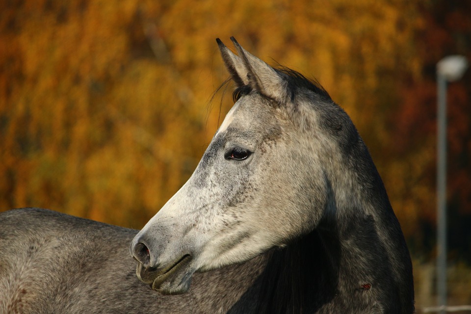 horse, thoroughbred arabian, mare
