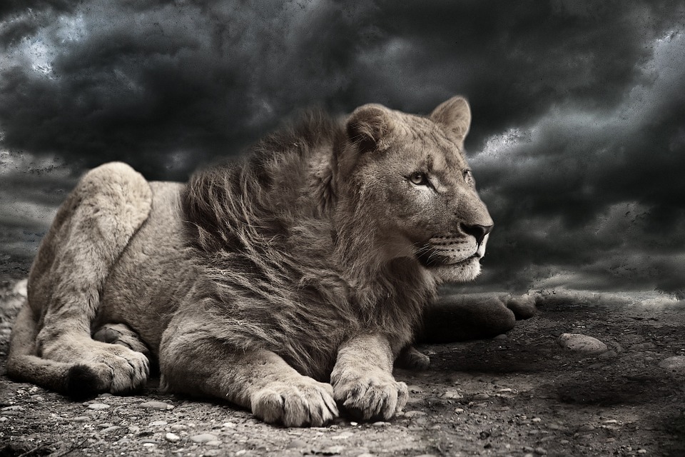 lion, wind, storm