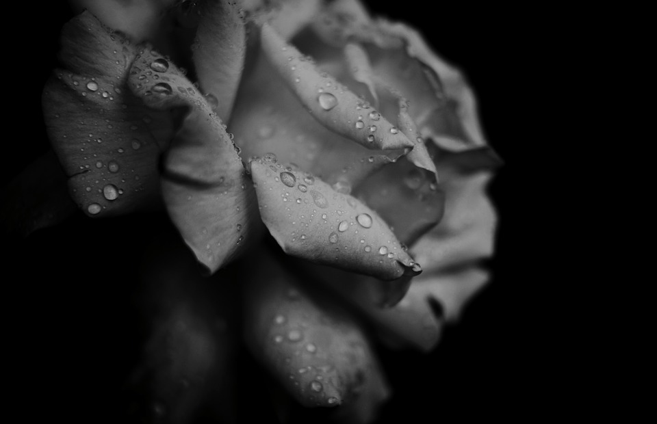 black and white, petals, flower