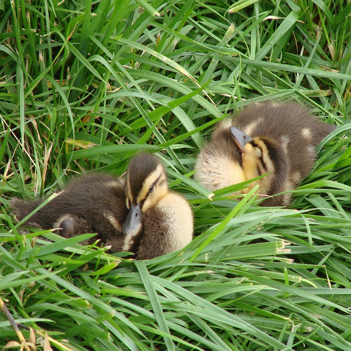 baby ducks, summer, nature