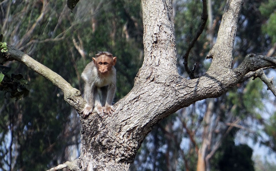 bonnet macaque, baby, fauna