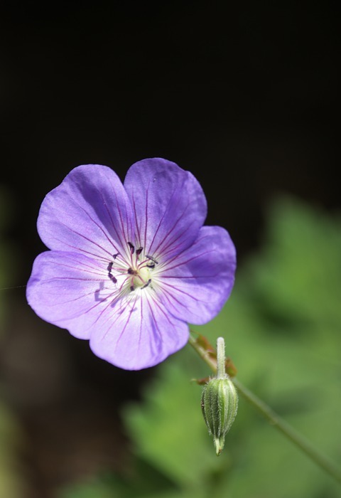 flower, purple flower, spring