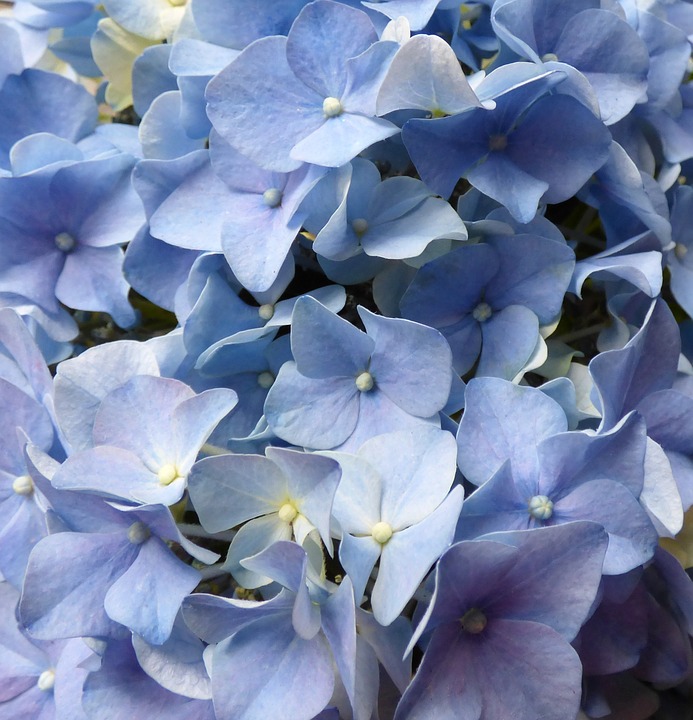 hydrangea, flowers, blue