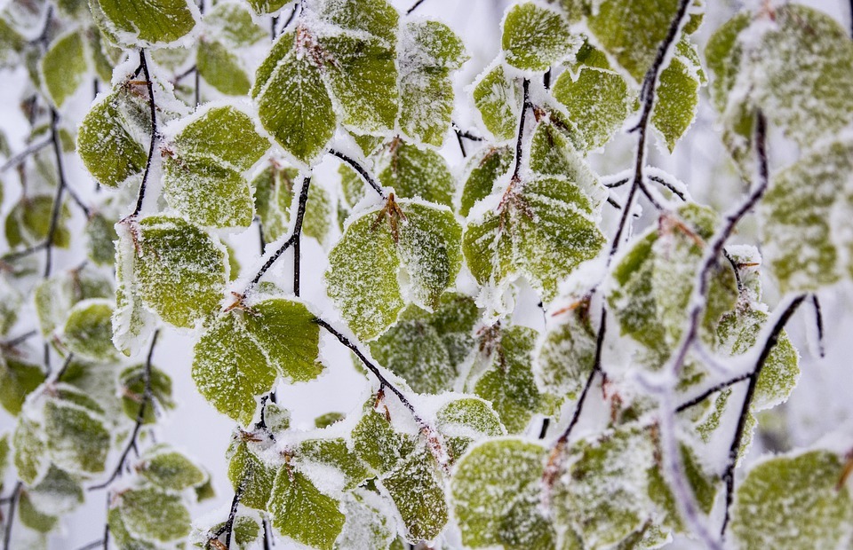 snowy, leafs, nature
